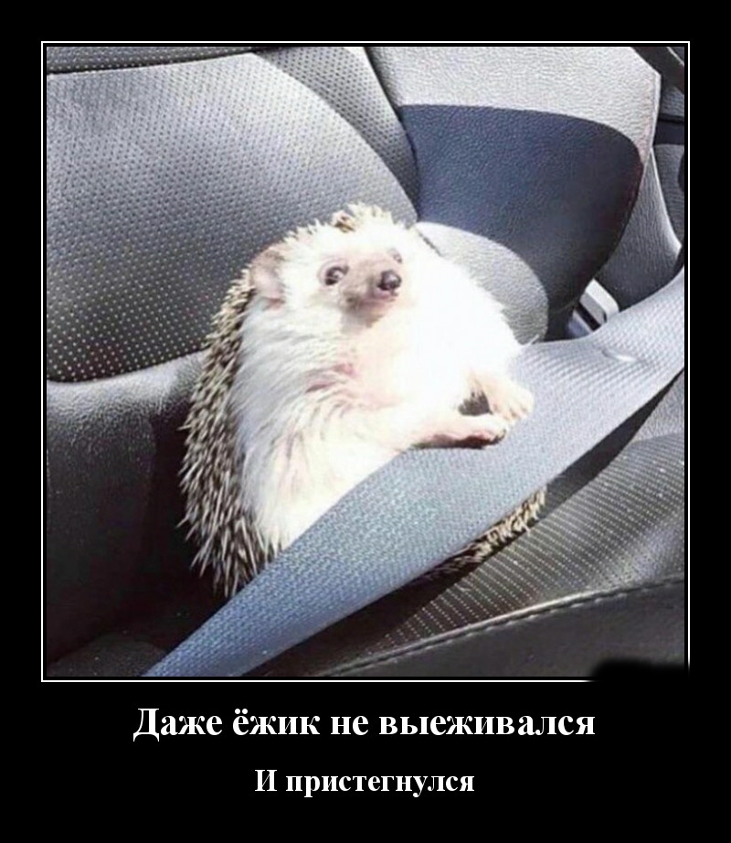 Podborka luchshikh demotivatorov 505 027